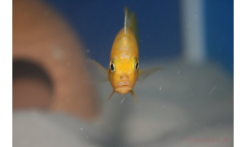 Pseudotropheus lombardoi